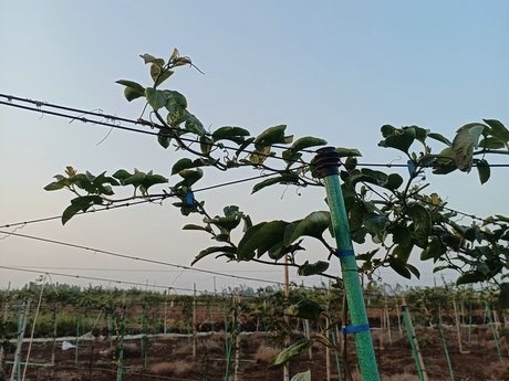 不受2025年1月中旬的冰冷天气影响,2025-01-18 20:19:28